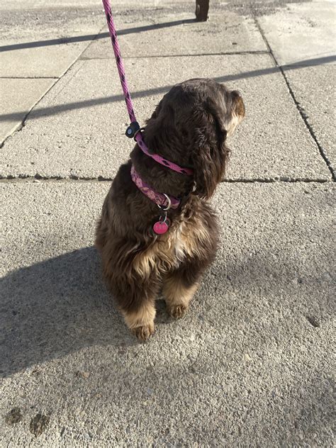 How to Use a Slip Leash