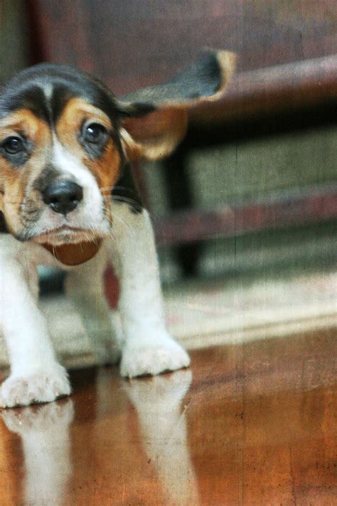 Beagle puppy with floppy ears upward | Smithsonian Photo Contest ...