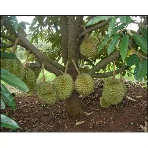 Jual Bibit Durian MK Musang King Shopee Indonesia