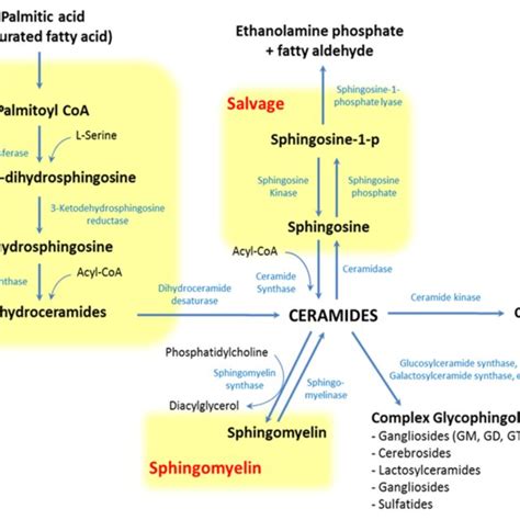 General Sphingolipid Structure Sphingolipids Are Composed Of A Download Scientific Diagram