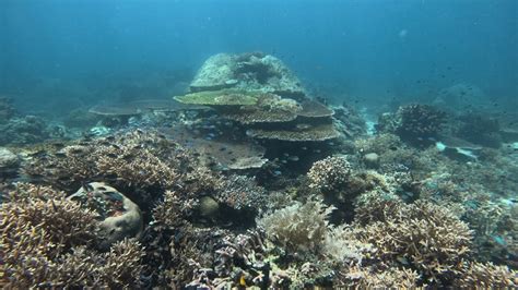 Maratua Derawan Islands Berau East Borneo Indonesia Scuba Diving