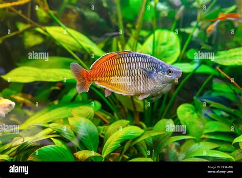 Boesemans Rainbowfish Melanotaenia Boesemani Swimming In Aquarium