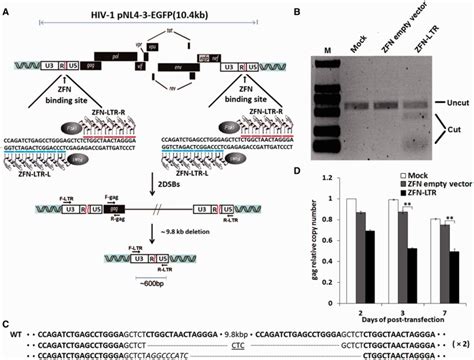 Zfn Ltr Induced Excision Of Integrated Hiv 1 Proviral Dna In