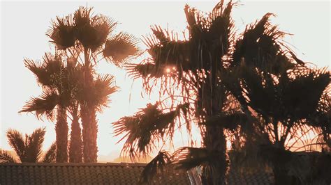 Silhouette of palm trees at sunset 41474480 Stock Video at Vecteezy