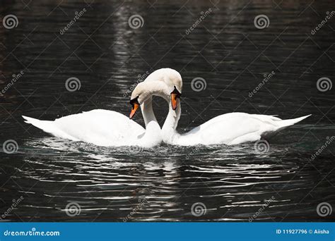 Two White Swans Stock Photo Image Of Feather Graceful 11927796