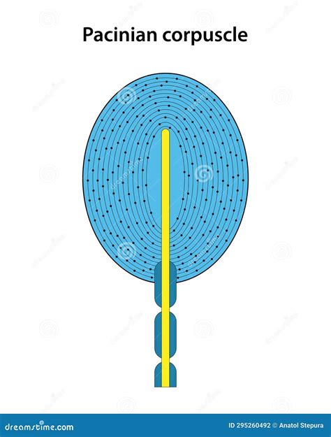 Skin Receptor. Pacinian Corpuscle. Stock Vector - Illustration of ...