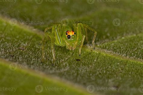 Adult Female Translucent Green Jumping Spider Stock Photo At