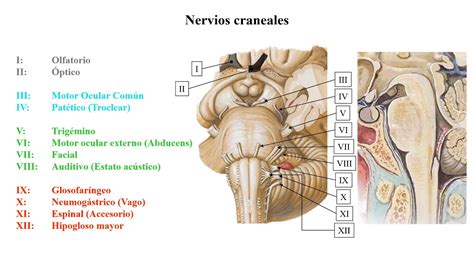 Comprendiendo la Neurología 13 Nervio craneal I Olfatorio YouTube