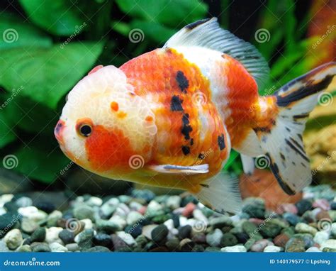 Calico Oranda Goldfish Stock Image Image Of Fish Special 140179577