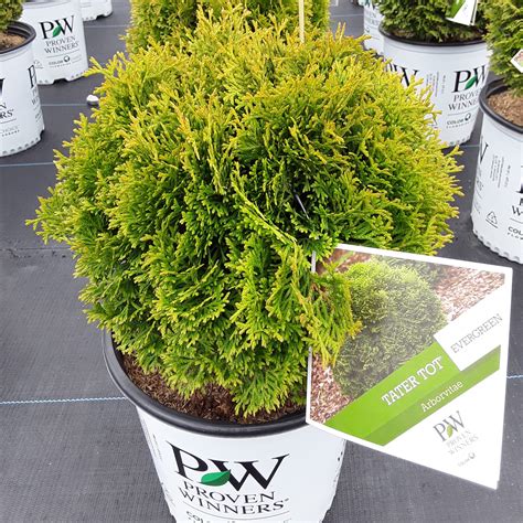 Tater Tot® Globe Arborvitae Grown By Overdevest