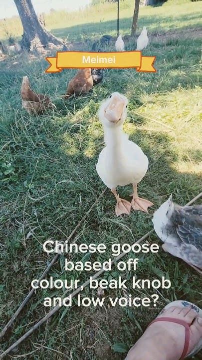 Calling Goose Enthusiasts Can You Tell Their Breed And Sex Help