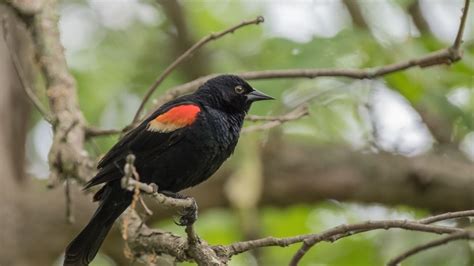 Red-Winged Blackbird Meaning & Symbolism - SongbirdHub