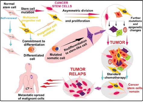 Origin Of Cancer Stem Cell And Implementation To Tumor Therapy Normal Download Scientific