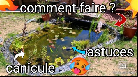 CANICULE UN DANGER POUR VOS POISSONS Astuces Et Conseils Pour Lutter