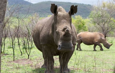 Funding shock for KZN Wildlife – OSCAP