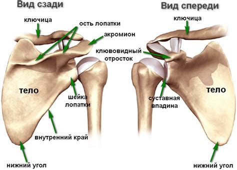 Переломы лопатки