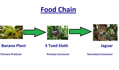 Tropical Rainforest Example Of A Food Chain In The Tropical Rainforest