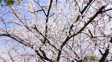 福岡県、駕与丁公園の桜 No 5182826｜写真素材なら「写真ac」無料（フリー）ダウンロードok