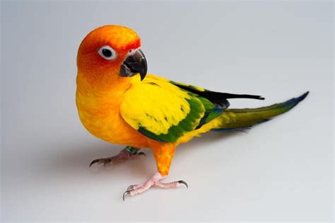 Sun Conure Care Guide Is A Sun Conure Right For You By Bikis