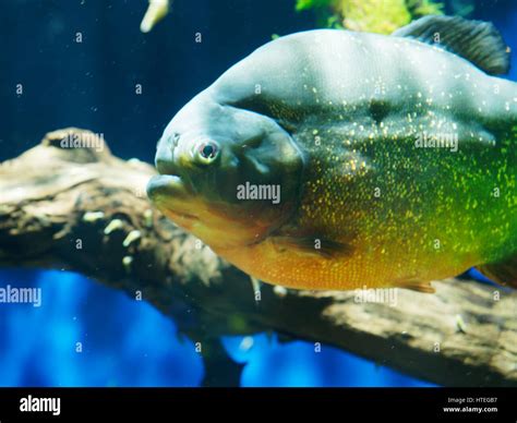 Il Natterer Piranha Rosso O Di Ventre Piranha Pygocentrus Nattereri