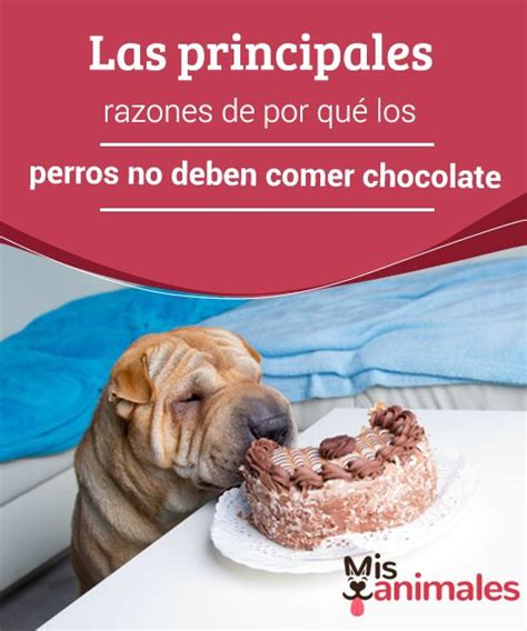 Las Principales Razones De Por Qué Los Perros No Deben Comer Chocolate