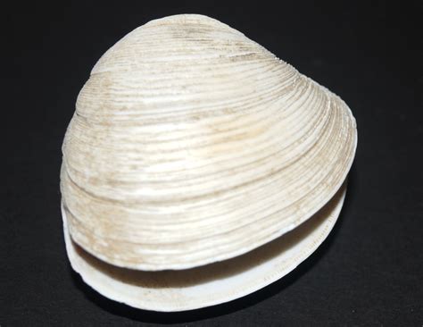 Texas Quahog - Galveston Island Nature Tourism Council