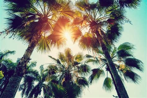 Premium Photo Coconut Palm Tree And Blue Sky With Vintage Filter