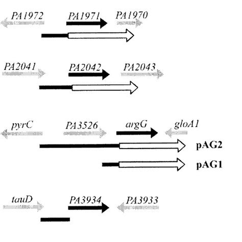 Arginine Metabolic Pathways In P Aeruginosa Pao1 Only Key Download Scientific Diagram