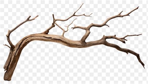 PNG Wood Driftwood Branch Tree Premium PNG Rawpixel