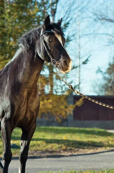 Portrait of black Kladruber horse ⬇ Stock Photo, Image by © vikarus ...