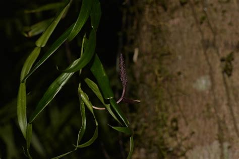 Candle Vine From Brinerville NSW 2454 Australia On November 13 2021