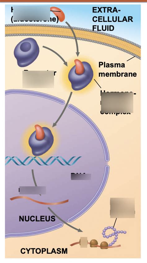Intracellular Receptors Diagram Quizlet