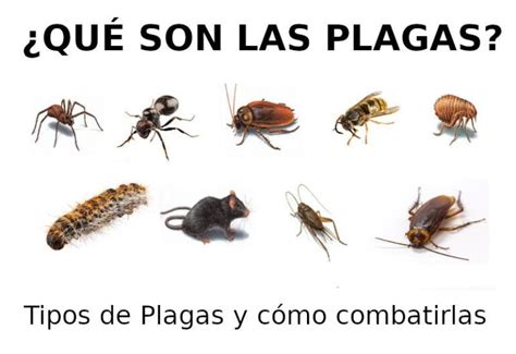 Qué es una plaga agrícola ejemplos 5 Ejemplos de Plagas Agrícolas y