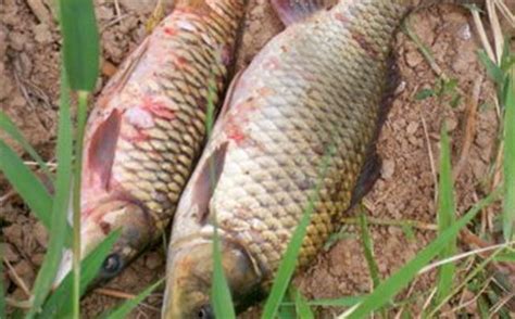 釣友們釣鯽魚，就喜歡用這幾款經典的自製餌 每日頭條