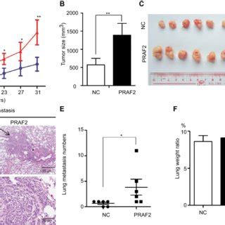 Praf Promotes Tumor Growth And Metastasis In Vivo Notes A C