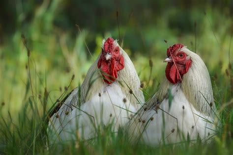 Glückliche Hühner Foto And Bild Natur Tiere Huhn Bilder Auf