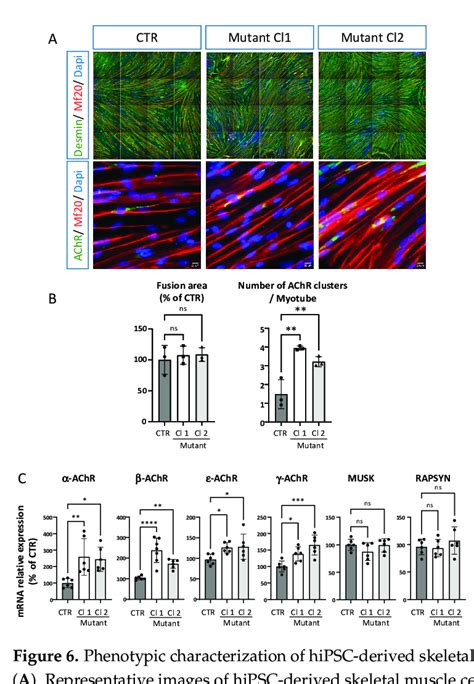 Phenotypic Characterization Of HiPSC Derived Skeletal Muscle Cells From