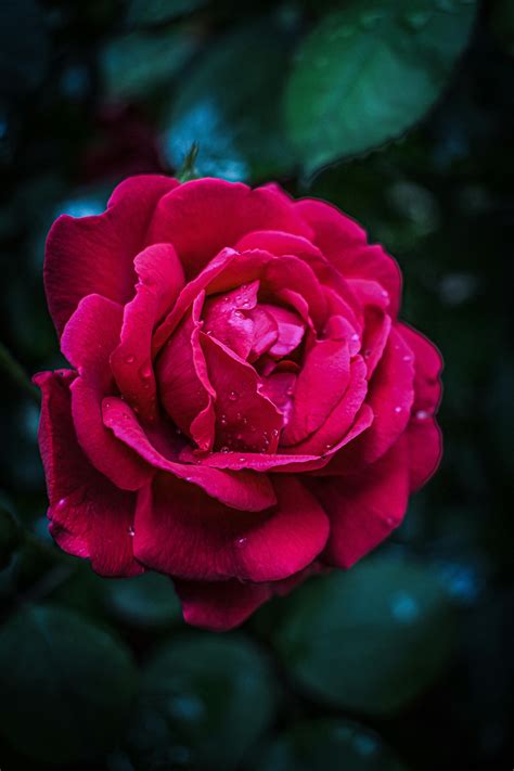Pink Rose Closeup Photography · Free Stock Photo