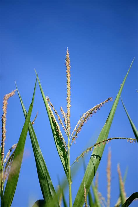 8000 Free Corn Stalks And Corn Images Pixabay