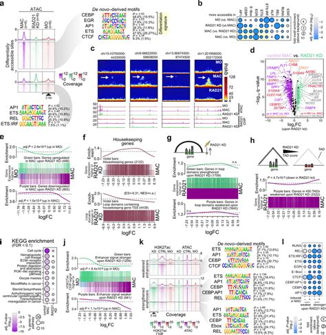 Loss Of Cohesin Profoundly Affects Mo Differentiation Dependent