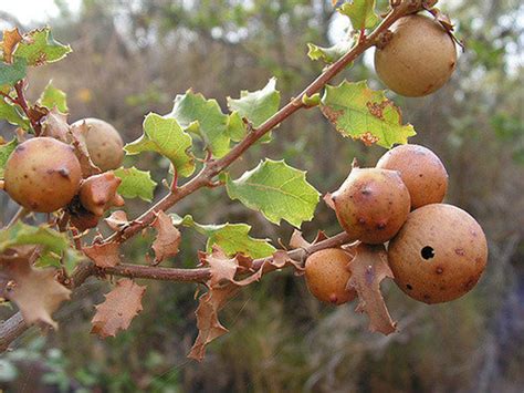 Macronaturaleza Entomolog A