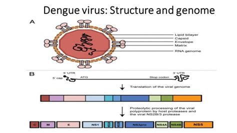 Dengue Virus Structure Serotypes And Mode Of Transmission Online Biology Notes