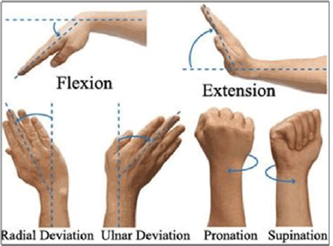 Era Sequence To Lengthen The Wrist Extensors Precision Movement