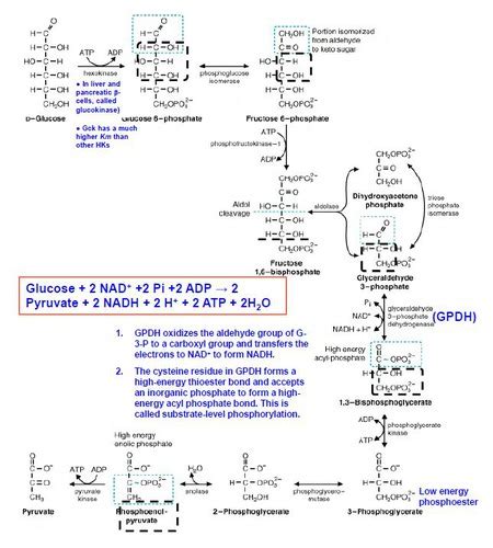 Glycolysis MTC Flashcards Quizlet