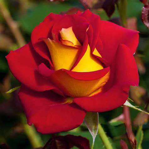 Spring Hill Nurseries 24 In Tall Ketchup And Mustard Floribunda Tree Rose Live Bareroot Plant