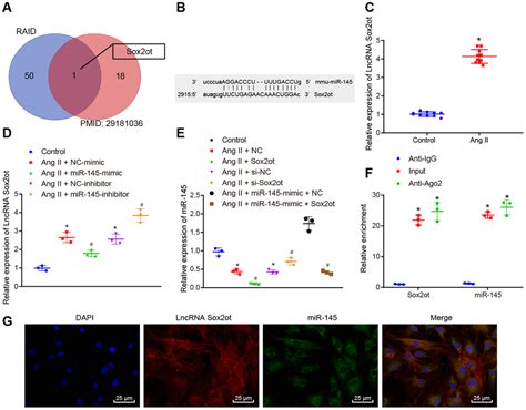 Silencing Of Long Non Coding RNA Sox2ot Inhibits Oxidative Stress And