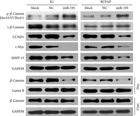 Mir 195 Suppresses The Wntβ Catenin Pathway In Ptc Cells And Xenograft