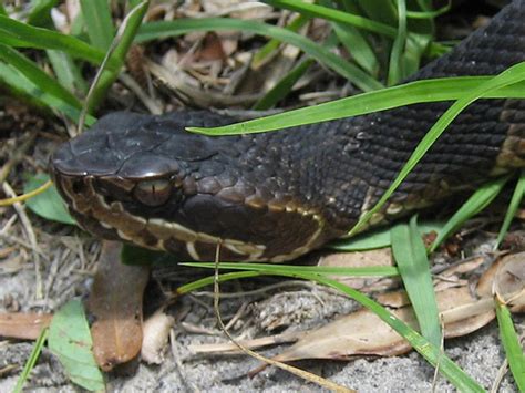 Florida Snake Photograph - Closeup headshot of a Cottonmouth / Water Moccasin.