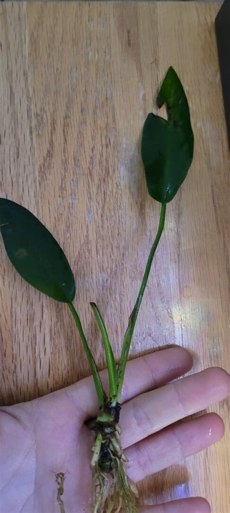 Anubias Hastifolia With Damaged Leaves Plants Algae And Fertilizers