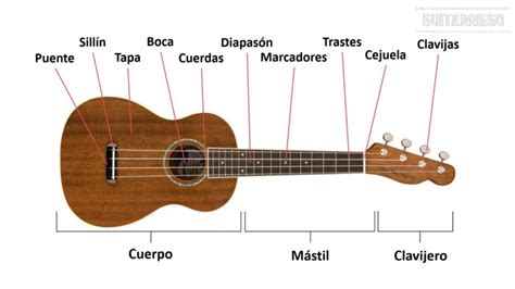 Partes Del Ukelele Importancia Y Funciones